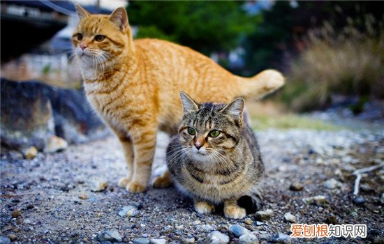 猫喜欢抓咬人怎么办 最好不要用手去逗猫