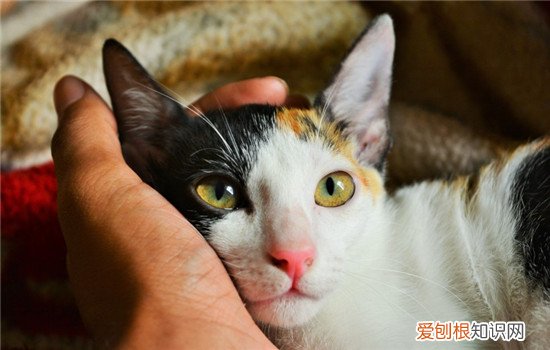 猫喜欢抓咬人怎么办 最好不要用手去逗猫