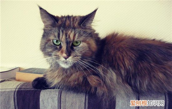 怎么培养和猫咪的感情 要把猫咪当成朋友来对待
