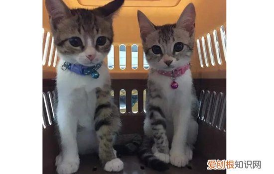 公猫和母猫区分图 教你一眼快速区分雌雄