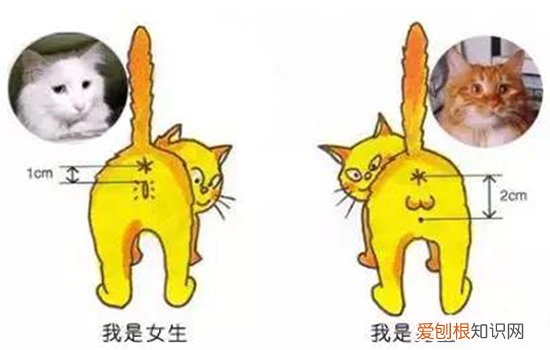 公猫和母猫区分图 教你一眼快速区分雌雄