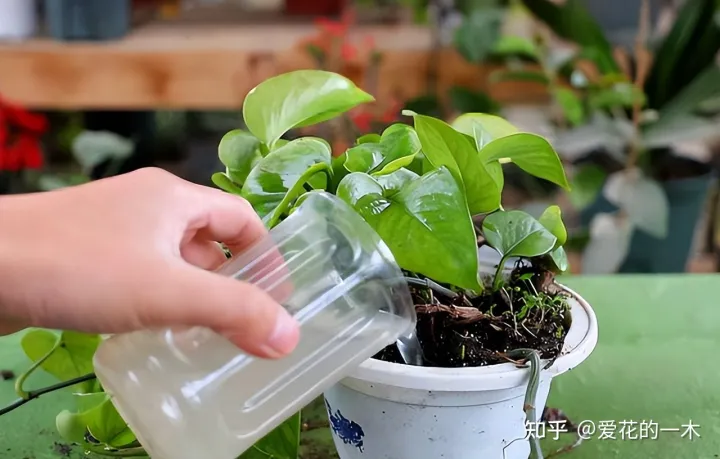 养花怎样施肥快速生长，会养花却不会施肥？记住这“6大口诀”，轻松养爆100盆花