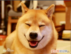 新手如何养小狗，新手养狗基本知识100问