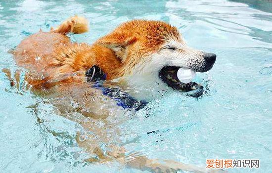 金毛打架厉害吗 惹毛了它们也是会打架的哦