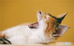 猫为什么会咬人 猫咪咬人是出于什么心理