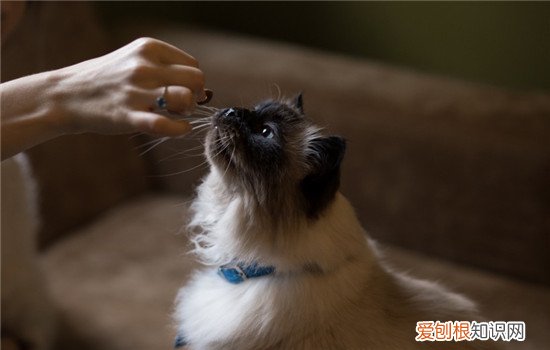 猫为什么会咬人 猫咪咬人是出于什么心理
