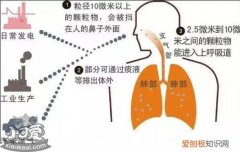 猫毛会吸进肺里吗 长期撸猫导致肺癌究竟是真是假