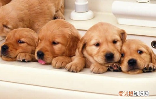 金毛毛卷怎么回事 原来它是英系金毛！