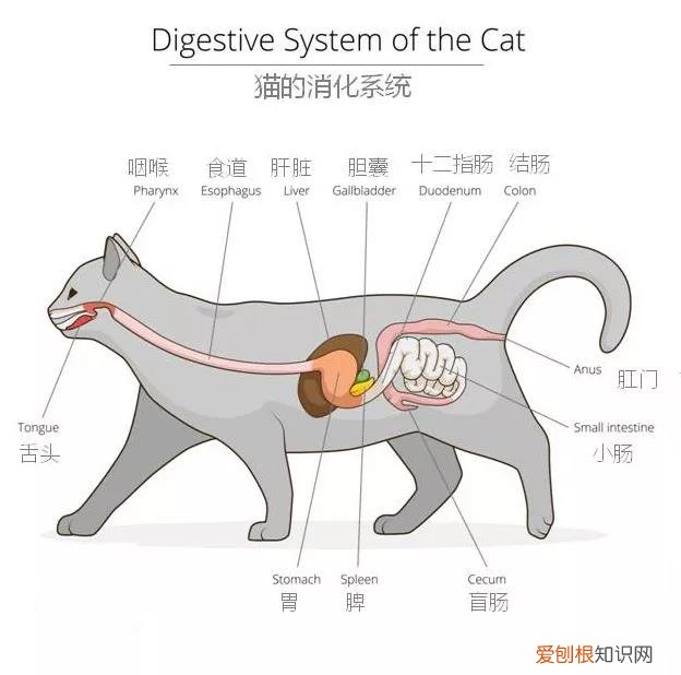 猫腹泻是什么原因 先从猫的消化系统了解开始！