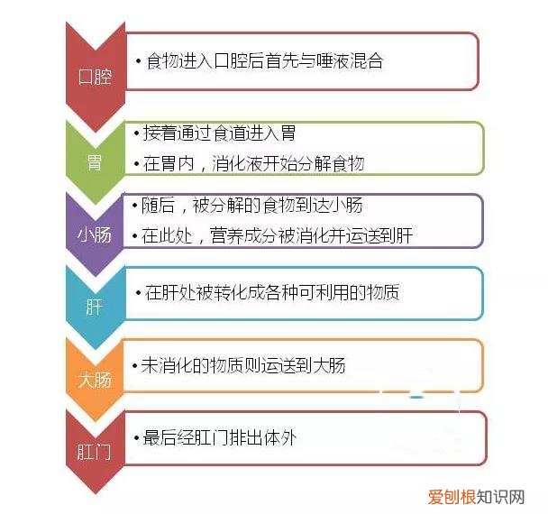 猫腹泻是什么原因 先从猫的消化系统了解开始！