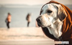 拉布拉多瞳孔蓝色 拉布拉多眼睛蓝色怎么回事