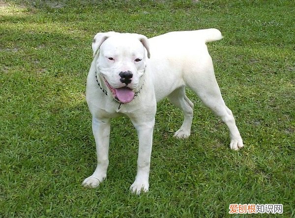 怎么分辨狗狗是感冒还是犬瘟 如何判断狗狗是感冒还是狗瘟