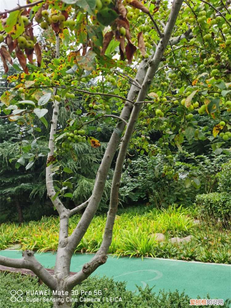 海棠花如何养 海棠怎么养，海棠花价格