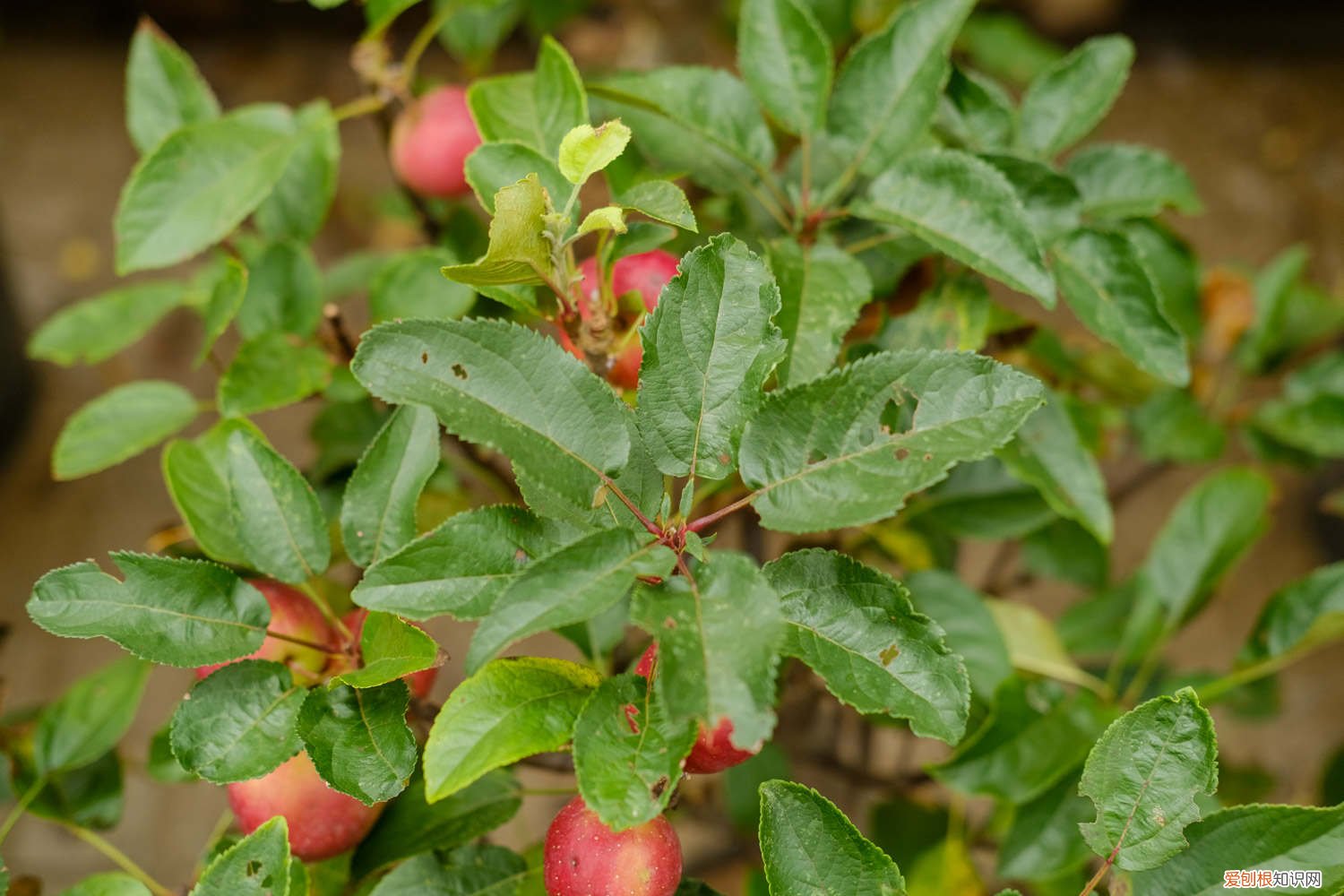 海棠花如何养 海棠怎么养，海棠花价格