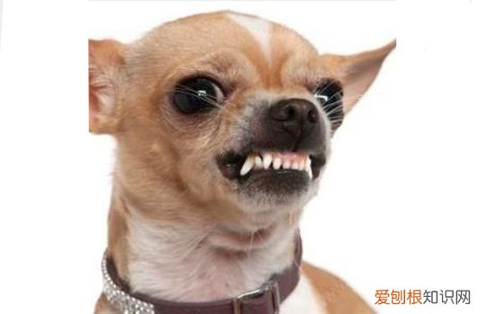 狗狗能安乐死 狗可不可以安乐死