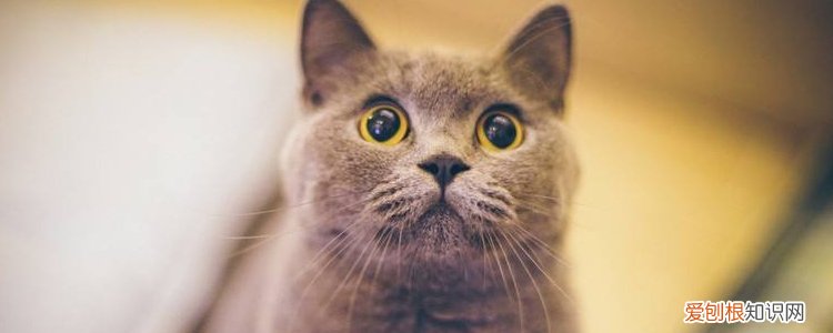 英国短毛猫什么时候掉毛,英国短毛猫什么时候换毛,英国短毛猫什么时候最会掉毛