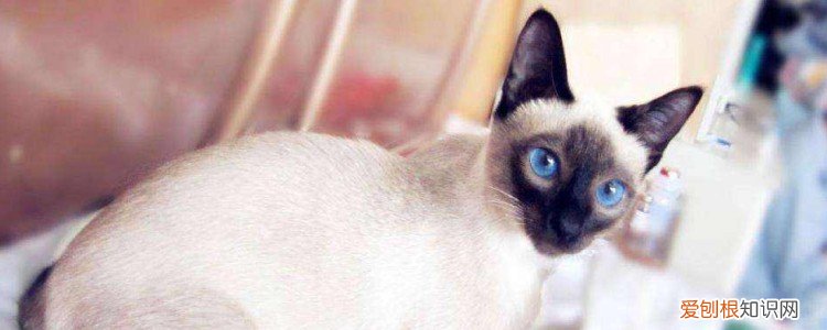 暹罗猫冬天变黑 暹罗猫天冷变黑,暹罗猫天冷猫变黑,暹罗猫天冷了毛变黑了