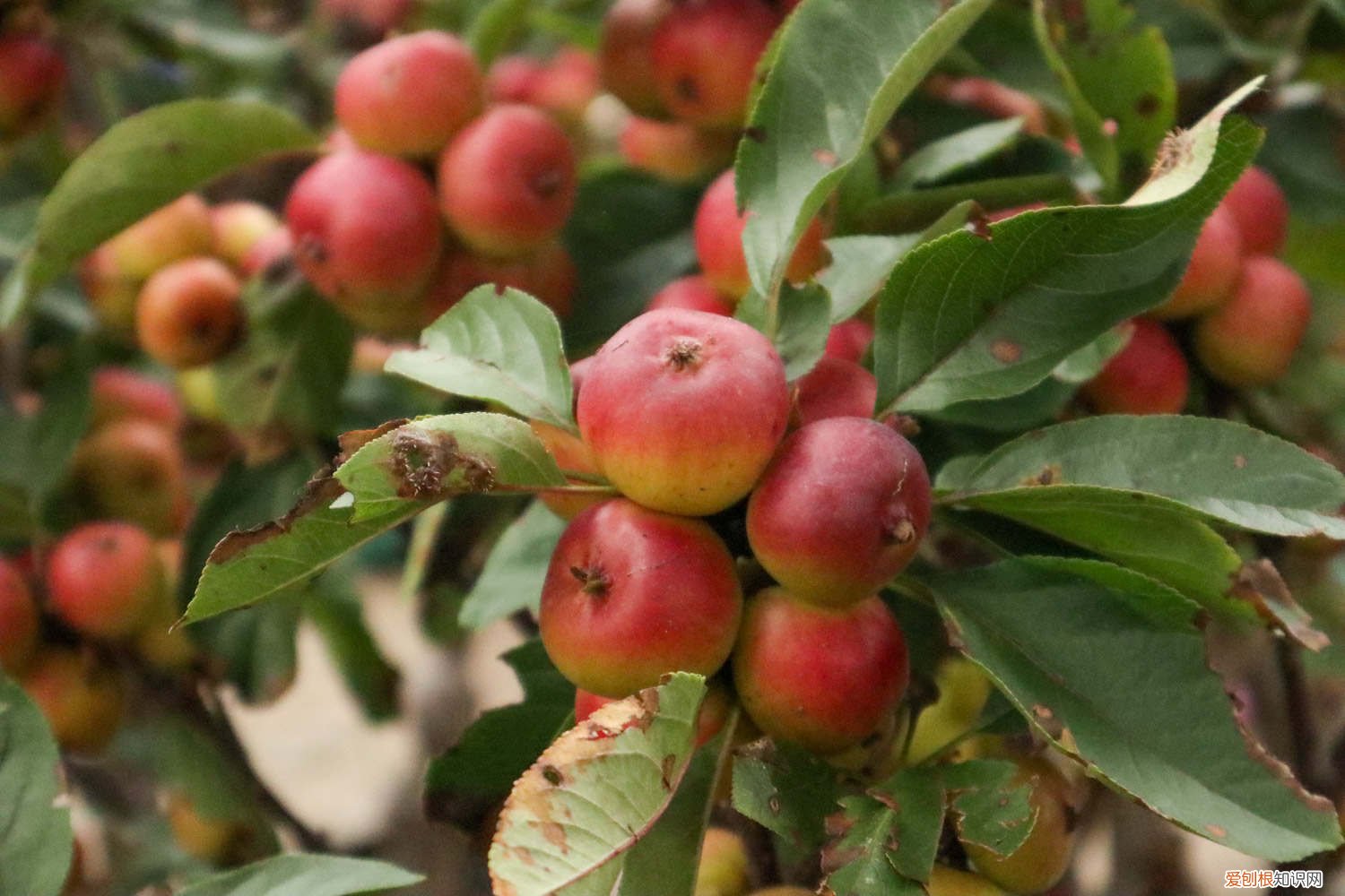 盆栽海棠花什么时候开花 海棠花怎么养，海棠花什么时候开花