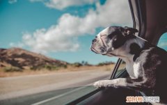 狗狗被烫了一下怎么办 狗被烫了怎么办