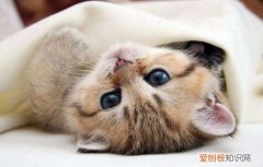 怎么去除猫尿骚味 这几招一定管用