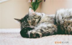 猫为什么爱在地上打滚 猫在地上打滚正常吗