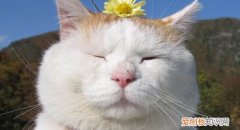 猫换毛期是什么时候 该如何打理猫咪的猫