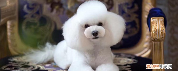 初恋那件小事年年是什么品种的狗 好养吗？