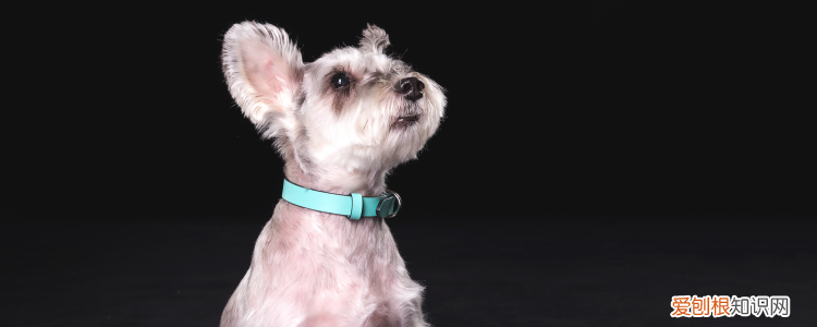 雪纳瑞是梗类犬吗 是属于梗类的德国血统狗狗