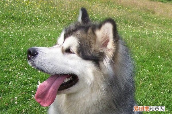 阿拉斯加的智商排在第几名 阿拉斯加的智商