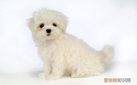 狗狗得了细小想喝水 细小狗狗想喝水是好事吗