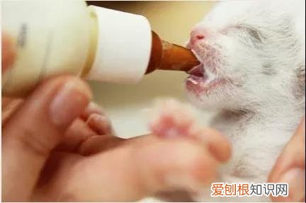 小猫怎么喂奶粉 给小猫喂奶的正确姿势