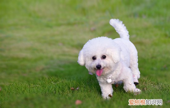 狗晕车的办法 奶狗晕车怎么预防