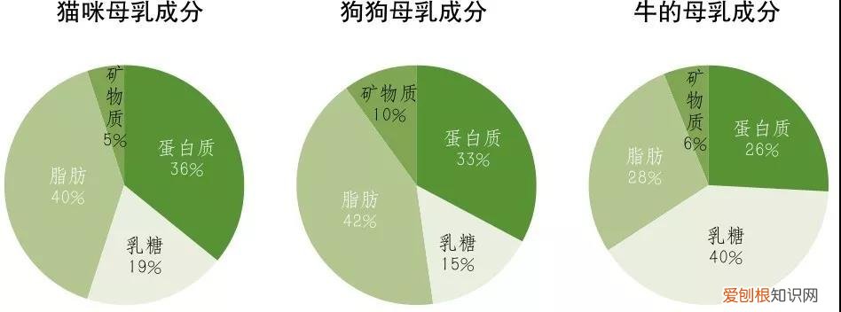 没有母猫的小猫怎么养 给你分析最科学的饲养方法