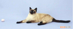 暹罗猫一般活多久 暹罗猫寿命一般多少年,暹罗猫的寿命有多长,暹罗猫最多能活几年