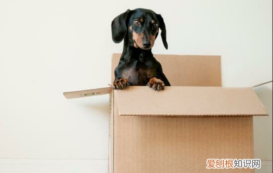 狗狗腹水的病因是什么 狗狗腹水的病因