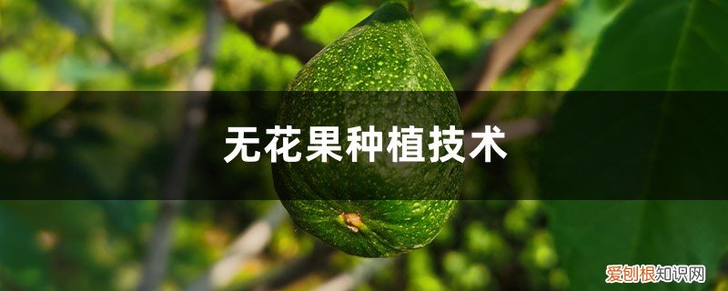 无花果种苗价格多少钱 无花果种植技术，无花果苗价格
