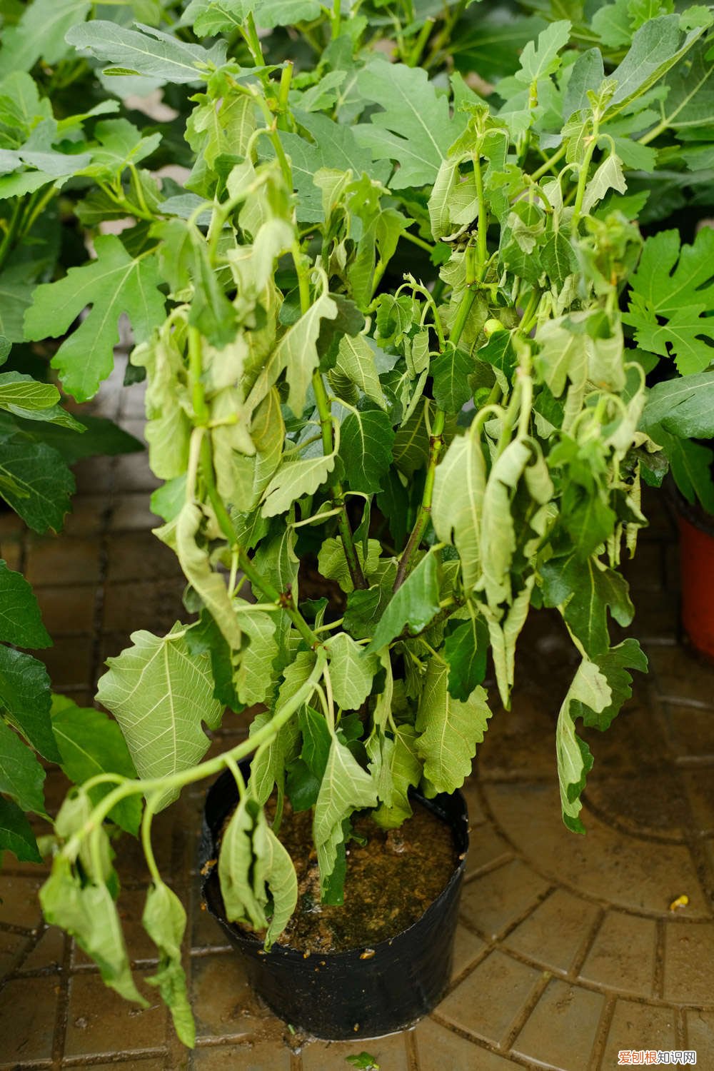 无花果种苗价格多少钱 无花果种植技术，无花果苗价格