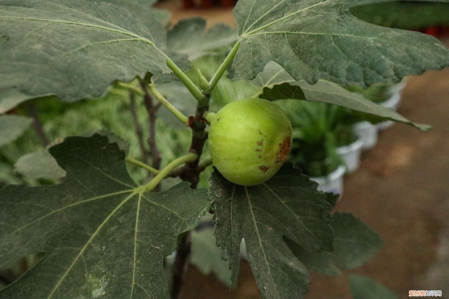 无花果种苗价格多少钱 无花果种植技术，无花果苗价格