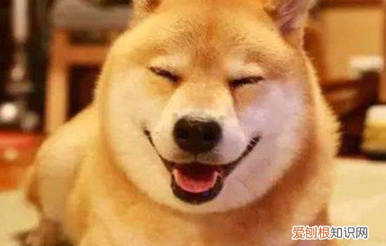 秋田犬缺点 看完你还想养秋田犬吗？