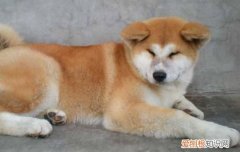 秋田犬缺点 看完你还想养秋田犬吗？