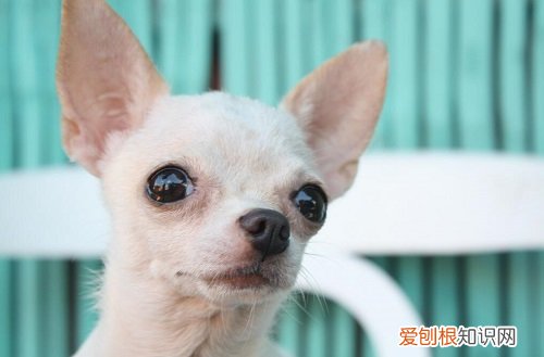 小白狗泪痕用什么可以去掉 白狗泪痕怎么去掉