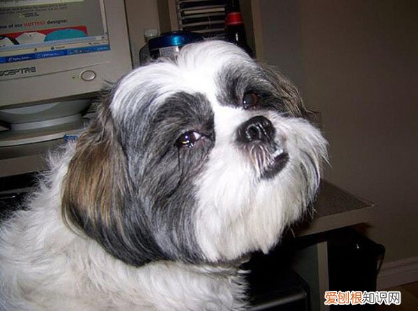 怎么样去狗狗泪痕 怎样去狗狗泪痕