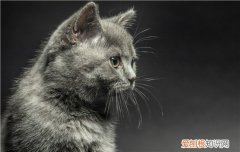 英短发腮到什么时候 英短什么时候发腮啊,英短什么时候发腮停止,英短什么时候发腮完成