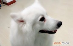 狗狗泪痕是怎么产生的 狗泪痕怎么形成的