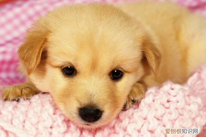 狗拉粑粑有血丝 小狗拉粑粑带血丝