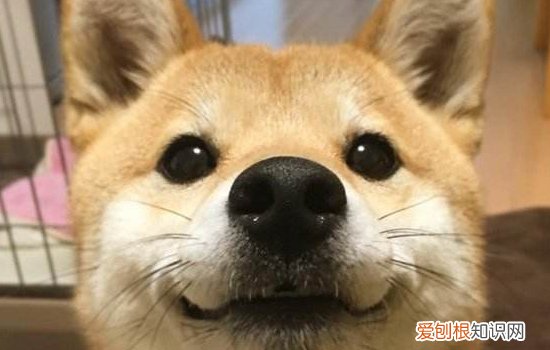 秋田犬起源 秋田犬的故事