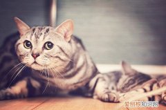 好猫有这4种表现 你家猫咪占了几种？