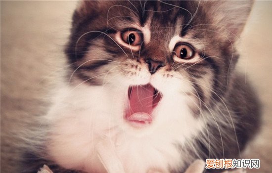 猫拉完屎疯跑是为什么 你家的猫咪会乱跑吗