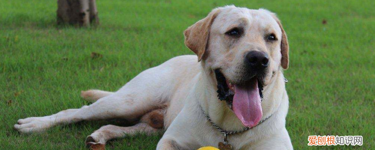拉布拉多是哪个国家的土狗 拉布拉多是哪个国家的