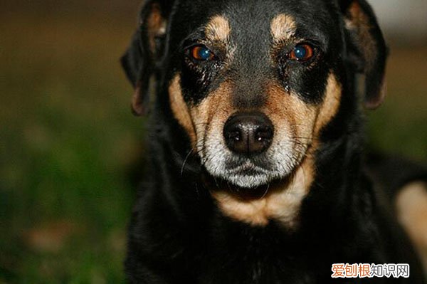 什么叫狗狗泪痕 狗泪痕是什么样子